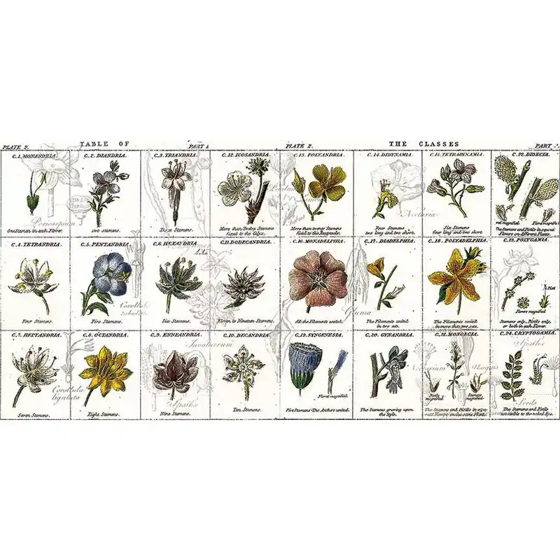Riley Blake J Wecker Frisch Sewing Seeds III Flower Classes – White Handmade
