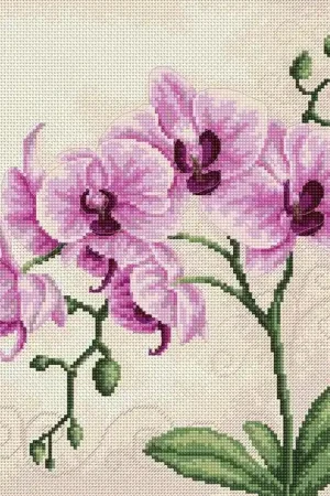Orchid B2227l Counted Cross-Stitch Kit Hassle-Free Returns