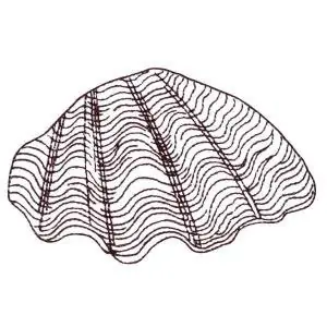 Seashell Outline Embroidery Design Luxury