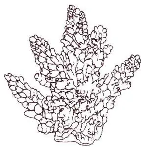 Coral Outline Embroidery Design Markdown