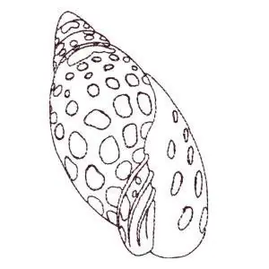 Seashell Outline Embroidery Design Big Sale