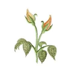 Special Discount Variegated rose buds Embroidery Design