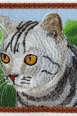 Buy Today American Shorthair Embroidery Design