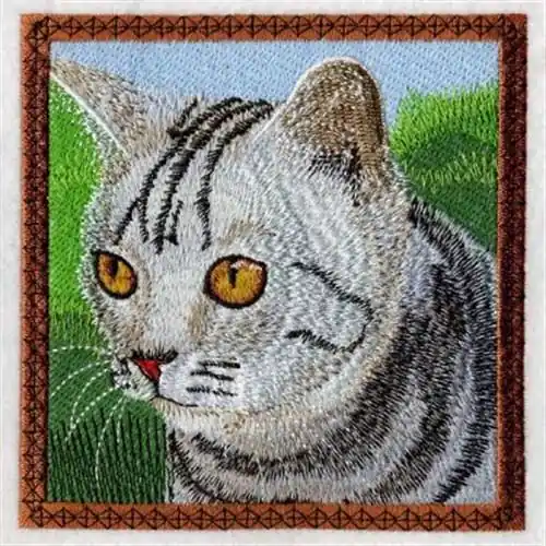 Buy Today American Shorthair Embroidery Design