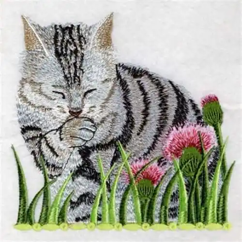 American Shorthair Embroidery Design Shop Now