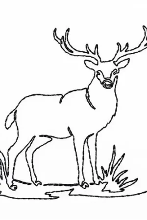 Weekend Sale Continuous Line Deer Embroidery Design