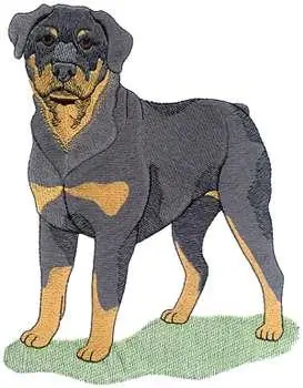 Buy Online Rottweiler Embroidery Design