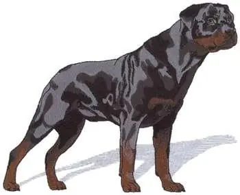 Rottweiler Embroidery Design Must Have