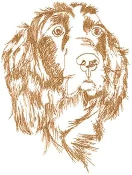 Grab Now Springer Spaniel Embroidery Design