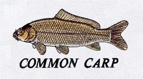 Common Carp Embroidery Design Bargain