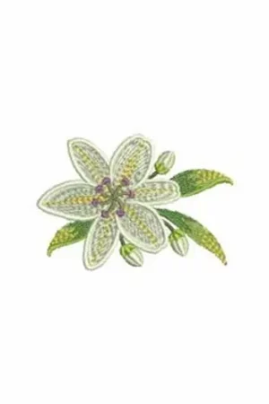 Big Sale Blooming Lily Embroidery Design